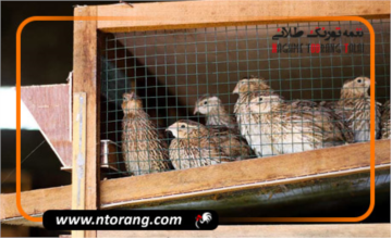 مزایا و معایب نگهداری بلدرچین در قفس